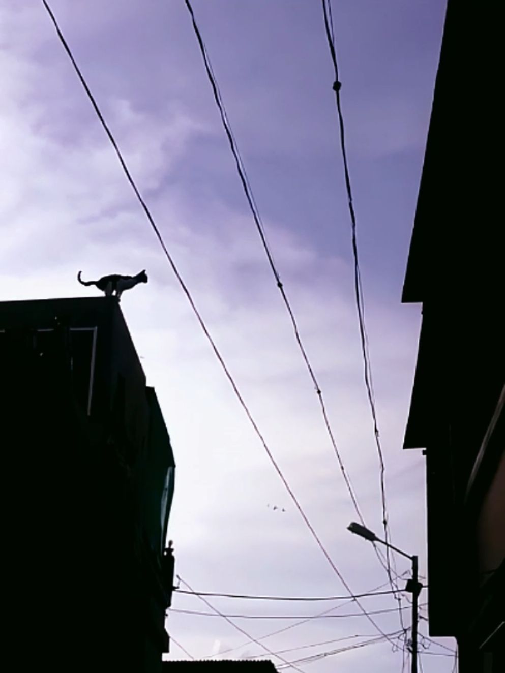 #cat #cats #catsoftiktok 