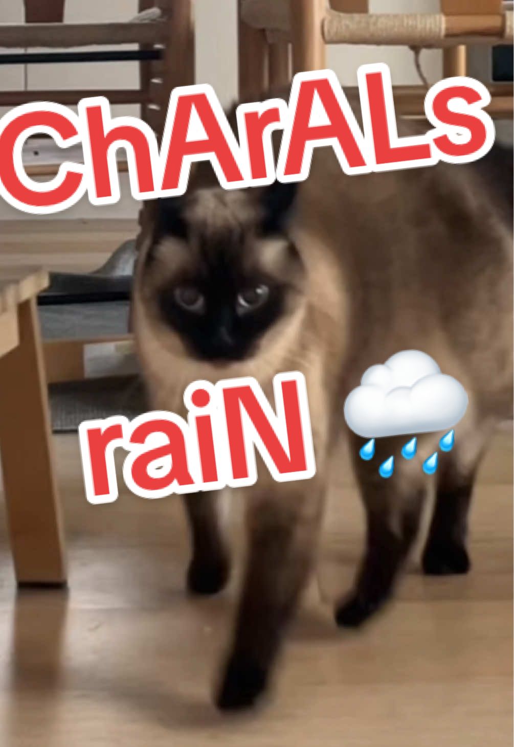 NO., CHARALS CANCEL,,/? my , man, plz PLASE COME #holidays #merrychristmas #happyholidays #catsoftiktok #bagagwa #spotify