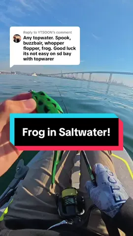 Replying to @YTSOON Topwater frog in saltwater! #fishing #fyp #fishtok #angler #fishinglife #saltwaterfishing #fishingvideo #fypシ #topwaterfishing #frogfishing #fishingtiktoks 