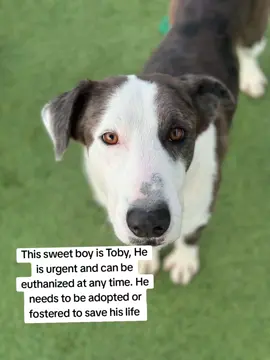 name Toby.  #A627927 . co kenneled.  easy to leash.  medium energy level.  wasn't reactive walking past kennels.  knows how to take treats nicely.  seems potty trained.  likes to play with toys.  he's treat motivated.  loves body scratches.  seems like a low maintenance type of boy.  has a playful and loving personality.  gravitates towards his handler.  seems like he would do good around older kids.  Great boy to take on daily walks or jogs.  likes to give kisses.  loves receiving affecton and attention from his handler.  IF YOU WOULD LIKE MORE INFORMATION OR WOULD LIKE TO APPLY TO ADOPT OR FOSTER PLEASE GO TO @RESCUE DOG ARMY TO FILL OUT AN APPLICATION IN BIO.  OUT OF STATE ADOPTION IS POSSIBLE.  TOBY IS LOCATED AT HARRIS COUNTY PET'S IN HOUSTON TX.  #adopt #foster #rescue 