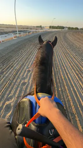 #ماشاء_الله #حصان #خيل #خيل_وخياله🐎 #الشرقيه 