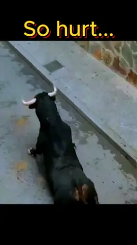 #cow #cows #fyp #hoofcare #hoofcleaning #hoofpicking #viralvideo #animals #asmr #foryoupageofficiall 
