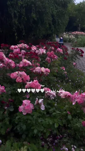 عملولي فولو عشان ينزل عندكم الفديوهات يلي عم انشرها ! 🥹🤍 واذا حابيين نوع ثاني كتبولي ب الكومنت 