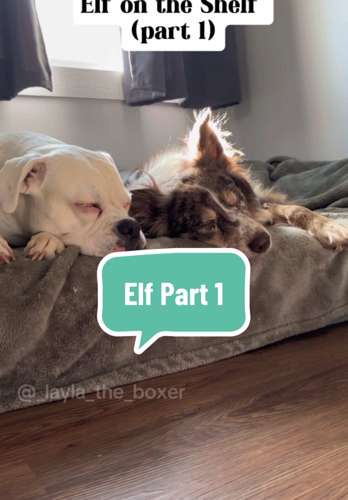 He’s back 😳 #funnydogs #doghumor #dogskit #skit #dogsactor #elfontheshelf 