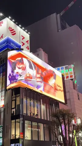 Shibuya Cat for Halloween 🎃🐱 . #shibuyacrossing #shibuya #shibuyacat #japan #japantravel #japantrip #catsoftiktok #halloween2024 #spookyseason #traveljapan 