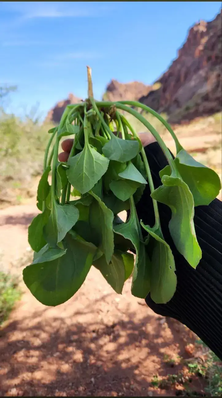 #حائلحايلنا 2024 #شعبان حايل كل محتوى صفحتي من عدسة جوالي 📱