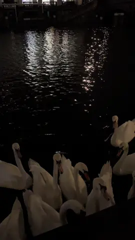 Like a dream 🤍 #swanlake #whiteswan #blackswan #swan #aestheticvideos