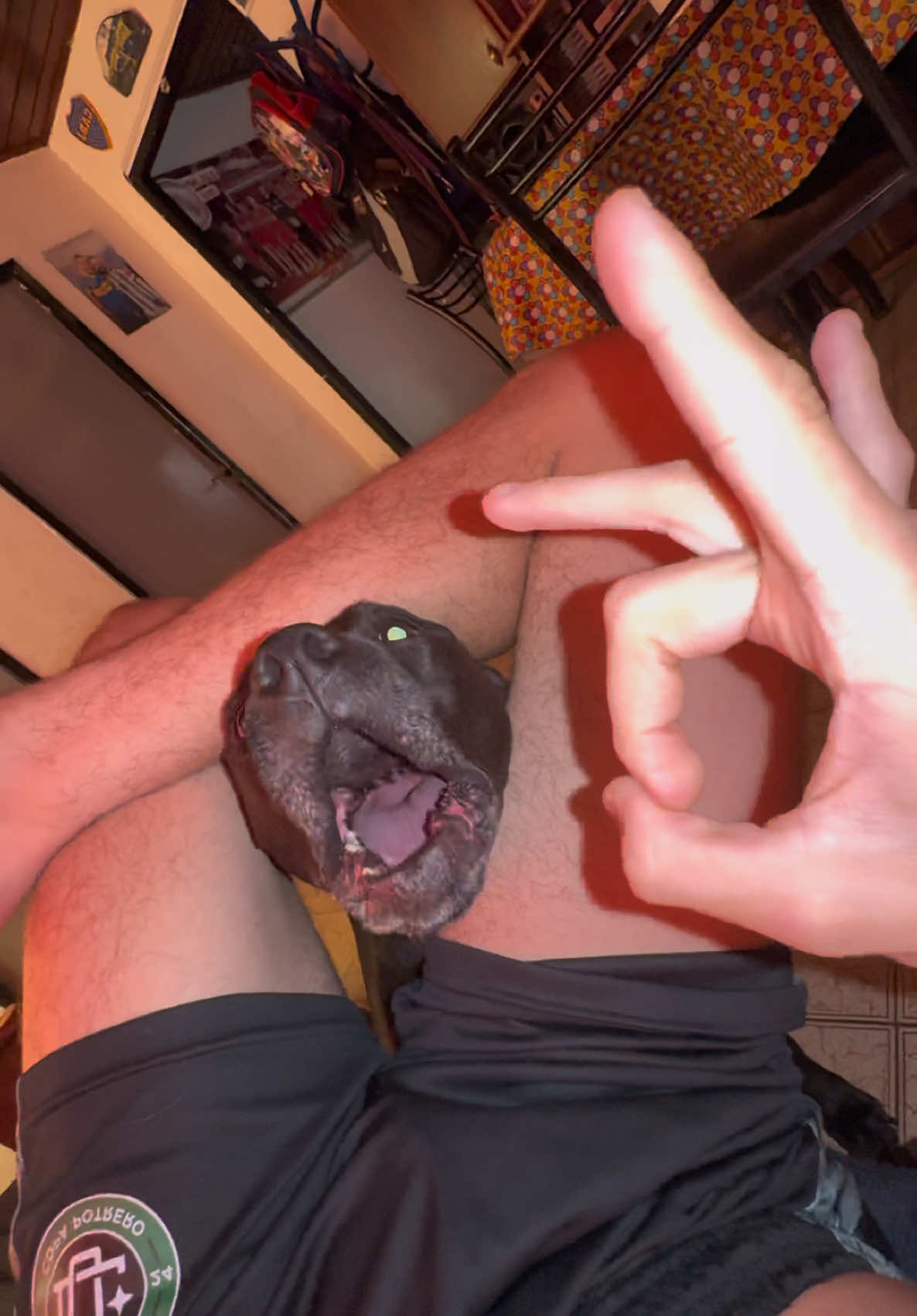 LA JENNIFER LOPEZ SE PUSO LOCA 🫣😂🐶 • • • • • • • • • • • • • • • #argentina #argentina🇦🇷 #viral_video #fyp #paratiiiiiiiiiiiiiiiiiiiiiiiiiiiiiii #dogs #funny #viralditiktok #fypp #pitbull #risa #risastiktok 