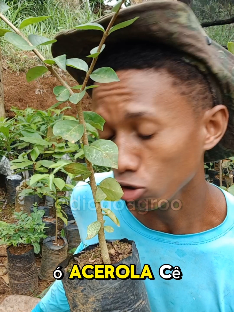 como enxertar acerola #natureza #plantas #acerola 