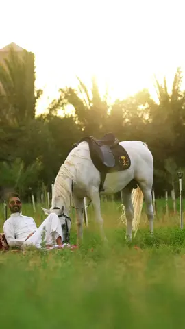 #ترند #اكسبلور #اكسبلورexplore #خيل_وخياله🐎 #حايل #حائل 