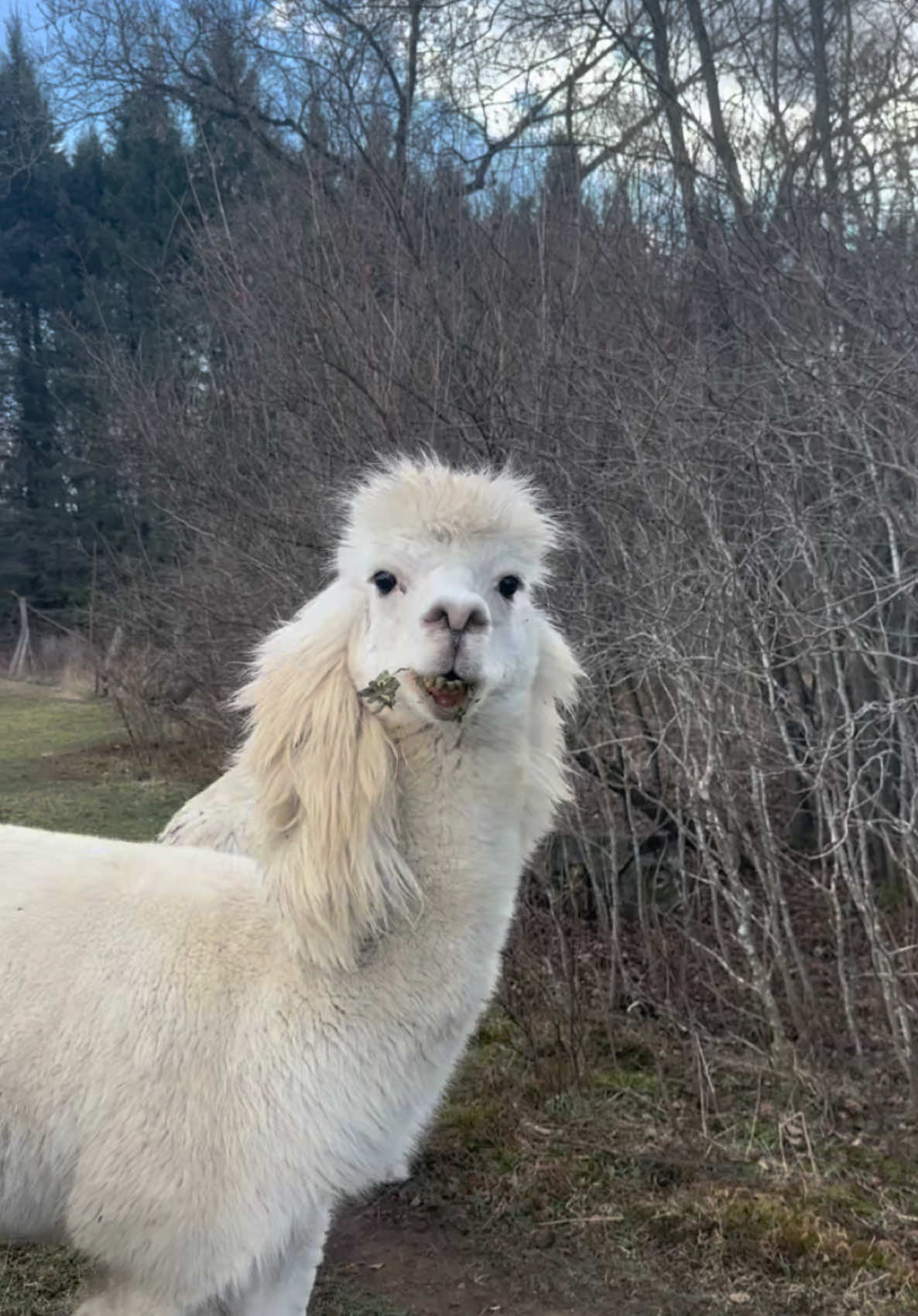 The way the wind gently sweeps through his mullet is art