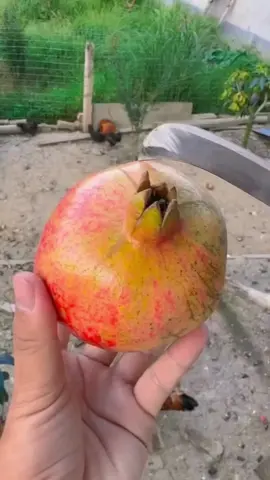 Aprenda como cortar uma romã do jeito certo. #fruit #romã #pomegranate #cutfruit #reels 
