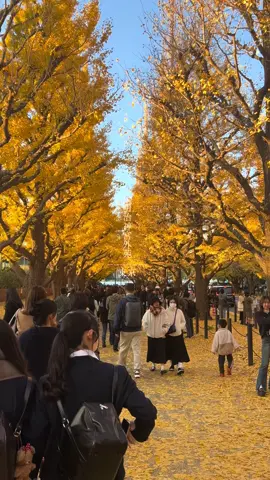 黄金色のいちょう並木🍁 行くならお早めに💨 📍明治神宮外苑いちょう並木/東京 ---------------------------------------------- #イチョウ並木 #明治神宮外苑 #東京 #紅葉 #ギリギリセーフ 