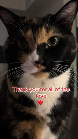 #Love #thankyou #millenialsoftiktok #club #songbird #catsoftiktok 