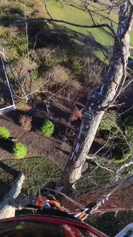 #treework #arbortec  🤙🏼🌲🌳