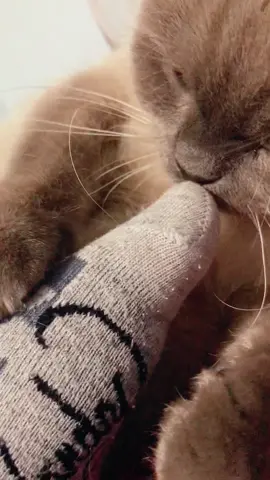 Cat is reaction to smelly feet#foryou #funny #funnycat #cat #animals #catsoftiktok #funnypets #cats #funnyvideo 