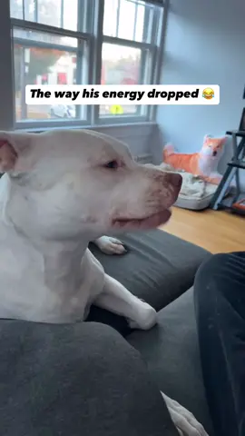 “Made me get up for nothing” 😂😂 #pitbull  #bulldog  #bullpit  #dog  #funny  #bathingdogs  #scaremydogs #bath