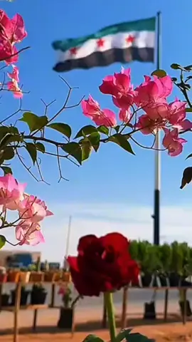 #رفرف #ياكيدهم#الفرحه_اللي_من_القلب #سورياحرةابية✌🏻✌🏻💚💚 #سوريا_تركيا_العراق_السعودية_الكويت_عمان #تركيا🇹🇷اسطنبول #مرسين #الله اكبر #مشاهير_تيك_توك #سورياحرةابية✌🏻✌🏻💚💚 