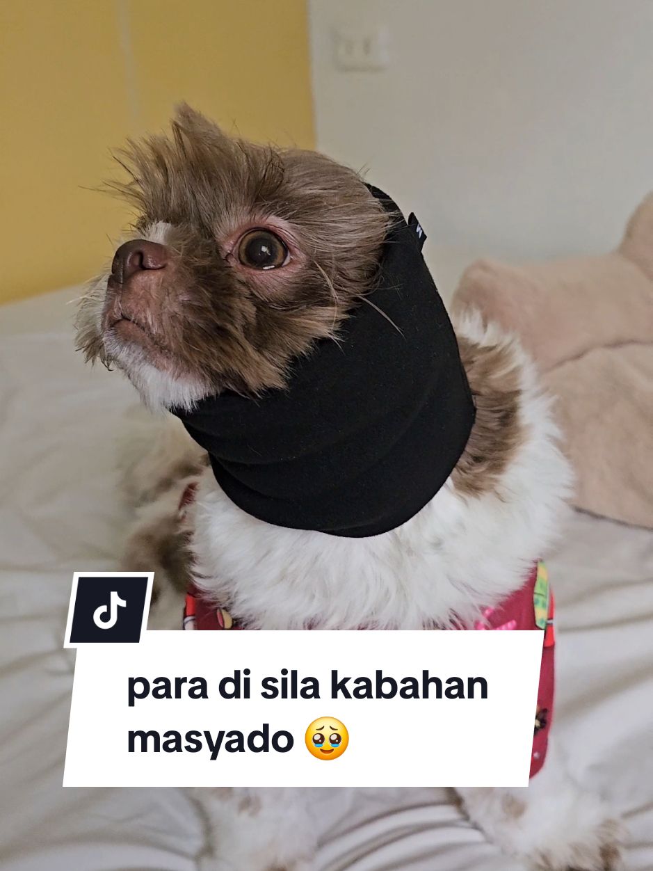 Replying to @prettylalaland medium size po gamit namin na dog earmuffs ear protection #dogearmuffs #petearmuffs #petwrap #antianxiety #dogwrap #fireworks #newyear #christmas #dogchristmas #petchristmas #dognewyear #dogfireworks #fordogs #fyp #anxietywrapfordog #headscarf #petscarf #dogscarf 