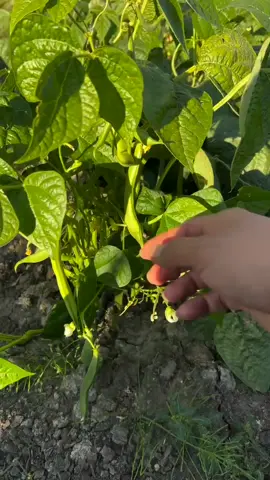 Baguio Bean #farming #gardening #vegetables #seeds #baguiobeans 