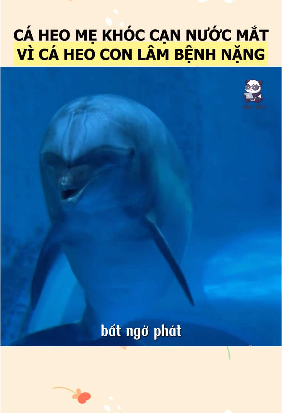 Cá heo mẹ khóc cạn nước mắt vì cá heo con lâm bệnh nặng #xuhuong #xuhuongtiktok #dongvat #dongvathoangda #thucung #thucungdethuong #cáheo 