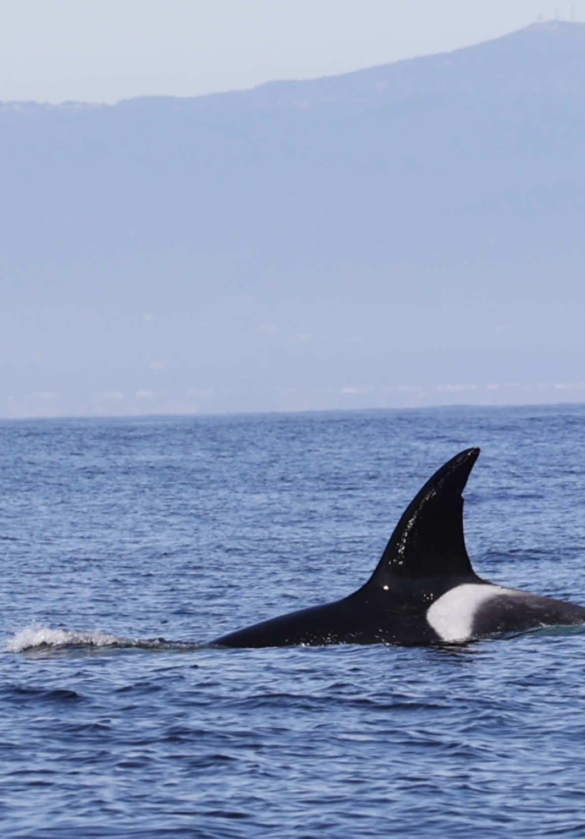 Another great day on the water. We started our extended charter off with friendly Humpbacks and then came across this family of Orcas to end the trip with.  🐳Book your charter for next spring using link in bio🎉 #whalewatching #orca #dolphin #jump #iphone #fly #low #news #media #lunges #wildlife #montereycalifornia #coast #cali #sun #fun 