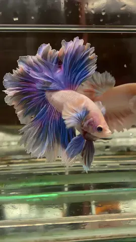 Kupu kupu daam air😁#bettafish #cupang #cupanghias #cupangkontes #cupanghiasindonesia #cupangkontes #cupanghalfmoon #betta #thailandbettafish #bettachina🇨🇳 #bettavietnam #bettatok #betta_lover #bettafish_indo #bettas #redgoldgalaxybetta #halfmoonbetta #rosetailbetta #cupangindonesia #cupangindonesiaofficial #bettathailand🇨🇷 