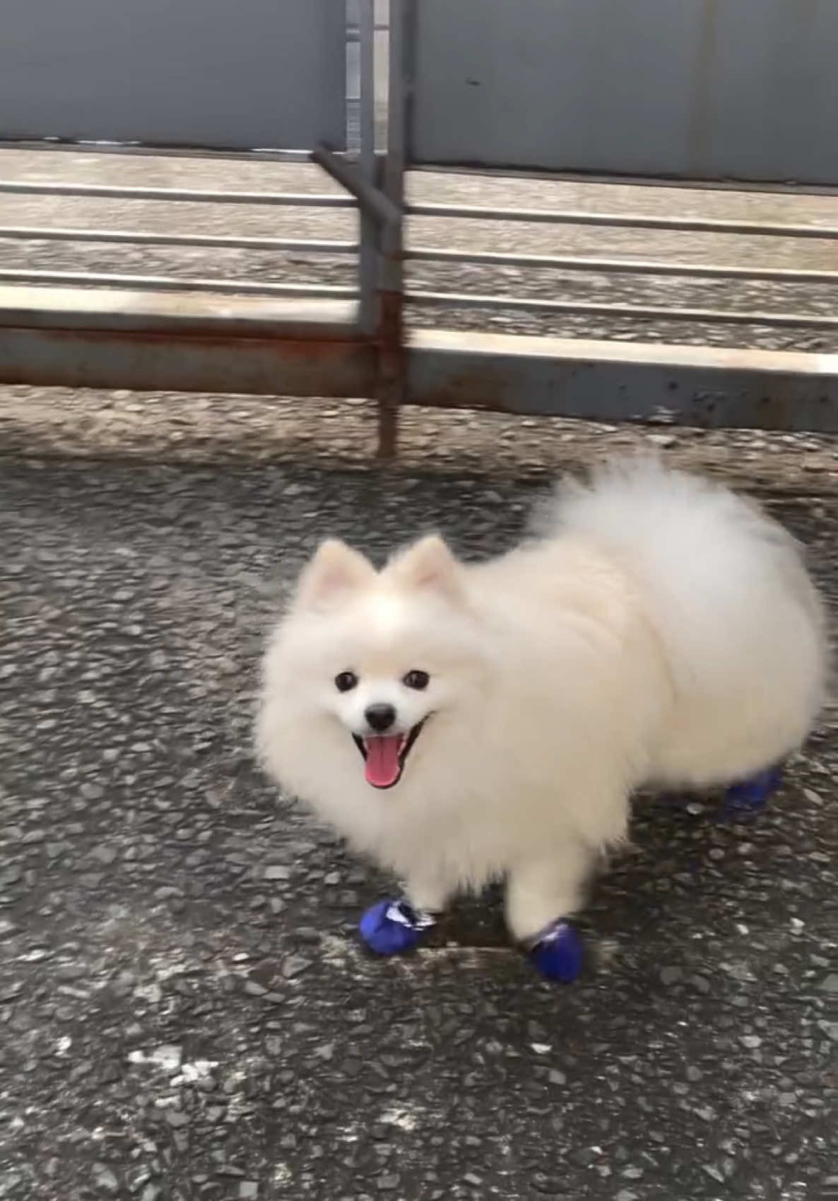 Moonwalk pomeranian version 😂 #pomeranian #petlover #ghost #moonwalk #animalsoftiktok #viral #viralvideo #foryou #fyp #foryoupage #michaeljackson #moonwalk #letsghost #viraltiktok 