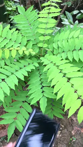 Test camera Tecno Camon 30s #tecnocamon30s 