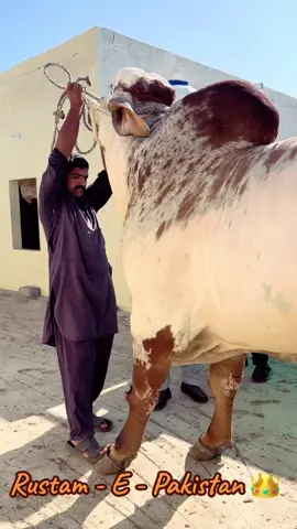 Biggest Bull Of 2025 ❤️‍🔥👑 #champion #Rustampakistan #MASHAALLAH #Shok #FCF #batulsamadcattles #Shok #viral #foryou #bharaman #beast 
