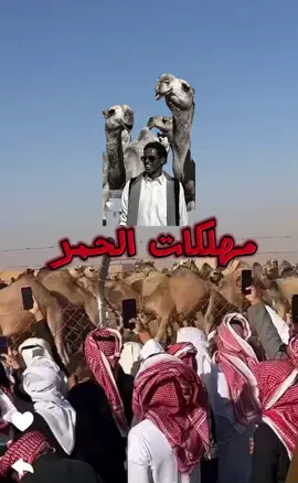 مهلكات الحمر #قعيد #الصياهد #قعيدالشلاحي #مهرجان_الملك_عبدالعزيز_لمزاين_الابل #راعي_النظر #مهلكات_الحمر #قعيدالمجد🇸🇦 @عزوزالمطيري @خزام 🇸🇦 