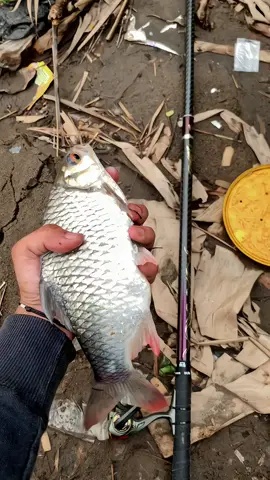 timbang mbajing mending mancing🐟 #mancing #fyp #mancingmania #fishing #mafiafishhunter #jogja24jam #ikanbader 