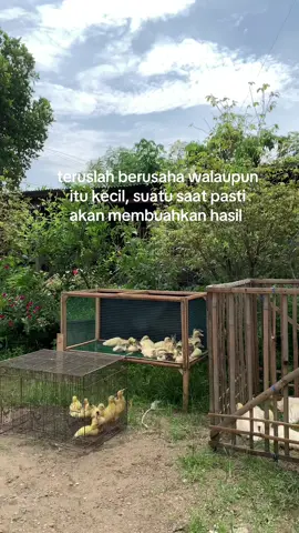 sing penting panggah semangat bolo #peternakmuda #entok #fyp #foryou #sadvibes #sadstory #sad 