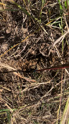 🥰#หาหนูนา #บุรีรัมย์ #beextwo 