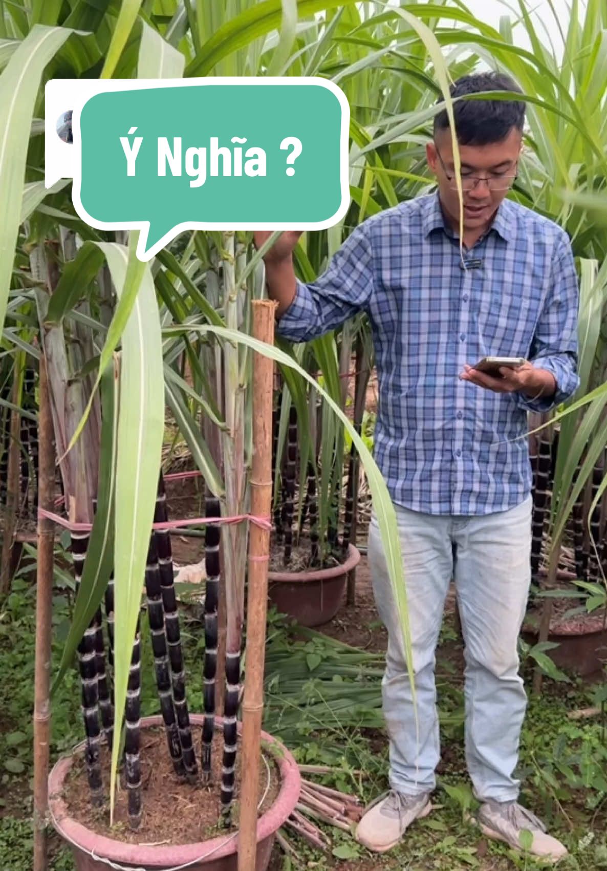 Trả lời @Anh Thu Ý Nghĩa khi trồng những chậu MÍA CẢNH trước nhà trong dịp Tết #miacanh #tet2025 #nhavuonngoclam 