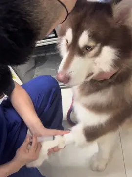 Dog’s reaction to anesthesia#dog #dogsoftiktok #funny #foryour #tiktok #usa_tiktok #us #digitalart #dogs #funnyvideos 