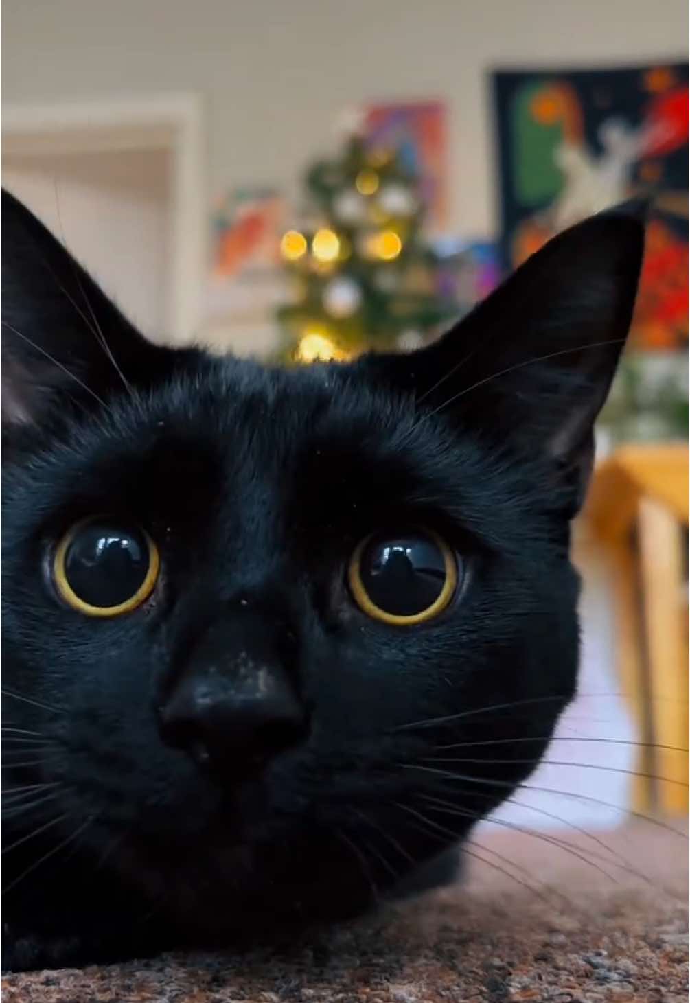 Someone clearly enjoyed their christmas treat hunt! 😹🎄🐈‍⬛ . . #IndestructibleKitty #bagheera #blackcat #instagood #instadaily #catreels #instacat #bombaycat #salem #cats #catsoftiktok #catlover #catstagram #catlovers #instacat #pet #cute #kitty #Love #meow #catoftheday #pets #kittens #cutecat #catlove #art #animal #cateyes #kittensoftiktok #TripawdCat #TripawdLife #TripawdStrong #BlackCatMagic #BlackCatsRule #BlackCatsOfTikTok #ResilientPets #DisabledPets #SpecialNeedsPet #ThreeLeggedCat #CatsOfInstagram #PetInfluencer #AdoptDontShop #Petstagram #CatLife #CatDaily #CatsOfTheWorld #FurryFriends #LoveMyPet #PetPersonality #CatLoversClub #AdventureCat #PetTikTok #TheMeowClub #christmas #christmascat #christmastree 
