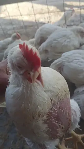 #شعب_الصيني_ماله_حل😂😂 @عاشق الحمام @حسن هادي 