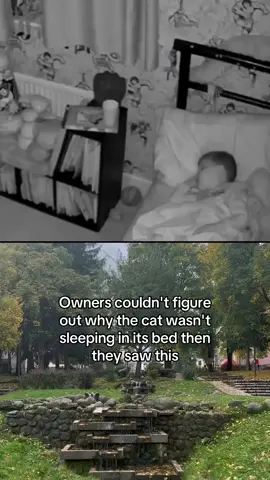 Owners couldn't figure out why the cat wasn't sleeping in its bed then they saw this