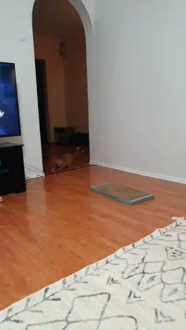You'll know how fast the cat runs after watching it.#funny #cat #fyp #catsoftiktok #funnycat #foryou #tiktok 