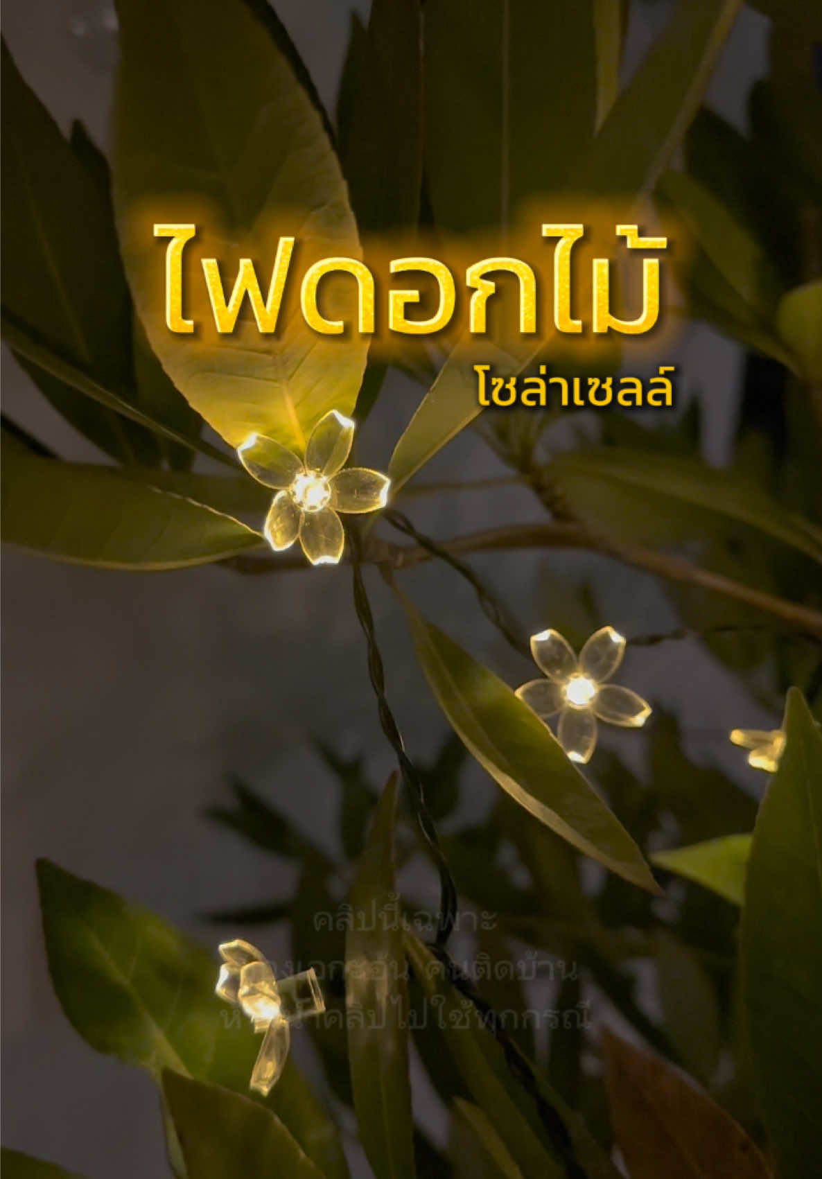 ในคลิป ยาว 7 ม. 50 ดอก 🌸🌺 #ไฟประดับโซล่าเซลล์#ไฟโซล่าเซลล์#ไฟประดับต้นไม้#ไฟแต่งสวน#ไฟประดับสวน