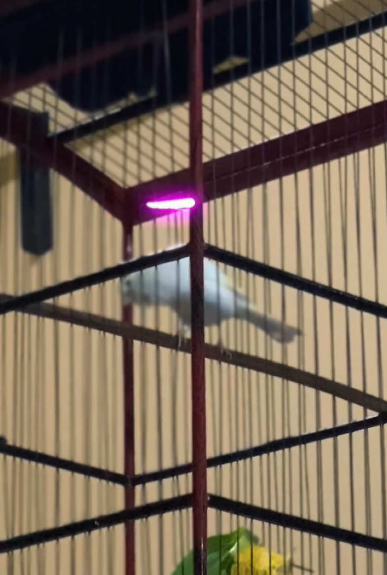 Masyallahh goyanganya siapa yg  suka gasin ? 😁 #fyp #xyzbca #fypシ #fypシ #kicaumania #xycba #kicauburung #kenari #kenarimaniaindonesia #fyy #xybca #fy 