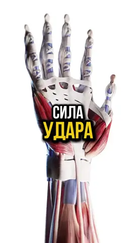 Хочешь, чтобы в твоём кулаке была сила монстра? 💥👊 Тогда начни действовать! Эти 5 простых упражнений помогут тебе развить мощь и стать настоящим монстром в домашних условиях: 1️⃣ Первое упражнение — 3 сета по 15 повторений. 2️⃣ Второе упражнение — 3 сета по 20 повторений. 3️⃣ Третье упражнение — 3 сета по 10 повторений. 4️⃣ Четвёртое упражнение — 3 сета по 10 повторений. 5️⃣ Пятое упражнение — 3 сета по 20 повторений. 💪 Готов прокачать свою силу? Тогда бери вызов и поделись этим челленджем со своим слабым другом, чтобы он тоже стал сильнее! 🚀🔥 В кадре: @ (Mohammad Abdul Kader Feido) @mohammad.feido #тренировка #сила #кулак #сила #мма #калистеника #mma #челлендж 