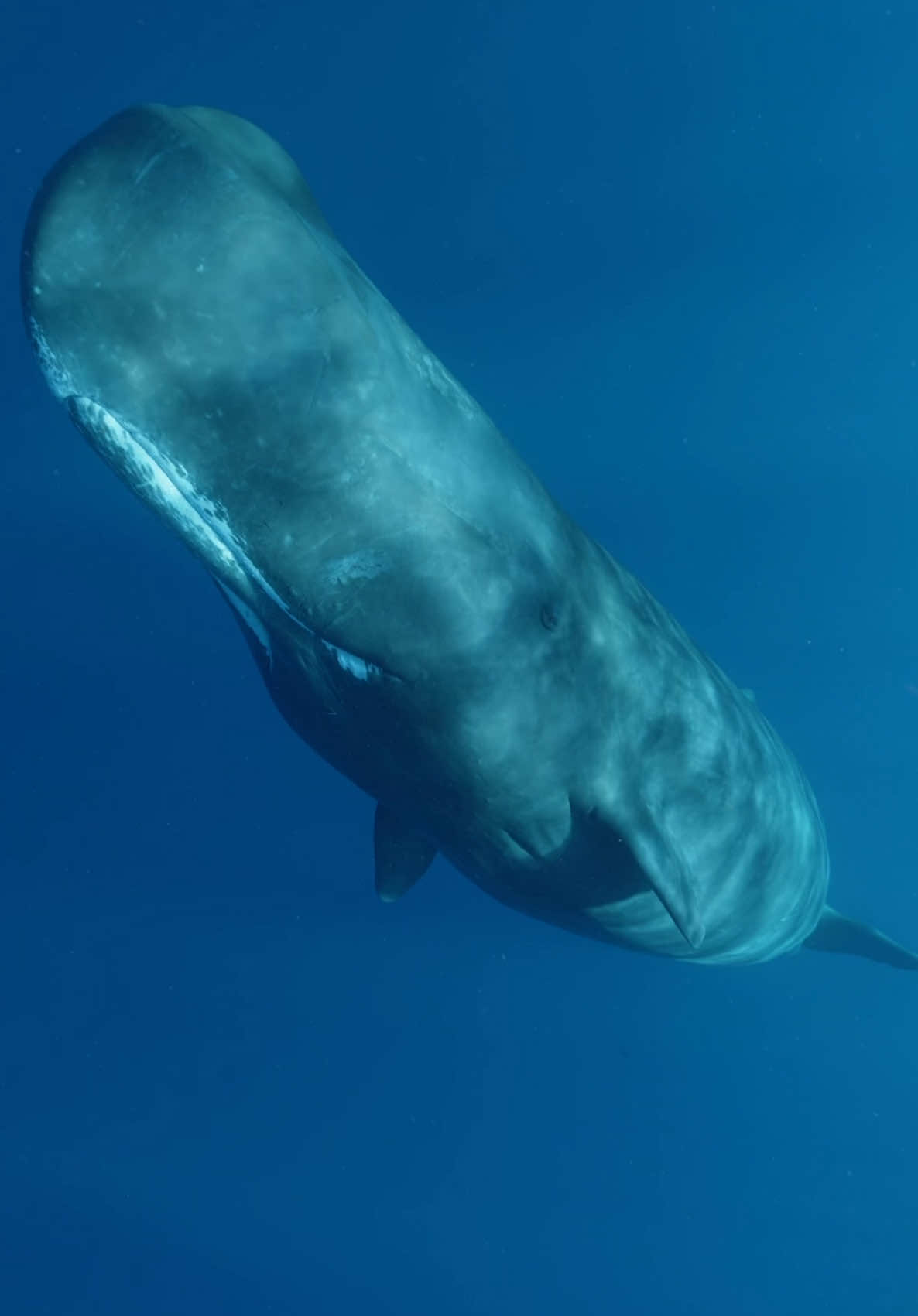 A large female spermwhale eyes me as she passes underneath. Shot on @Sony a1 + @SIGMA America 14mm 1.4. #underwatertiktok #oceanlife #ocean #whale #sonyalpha #sigmaart #wildlifephotography 