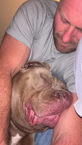 Teethies 🦷 🦁 #dog #dogs #puppy #americanbully #staffy #funnydog #newzealand #puppylove #dogsoftiktok 