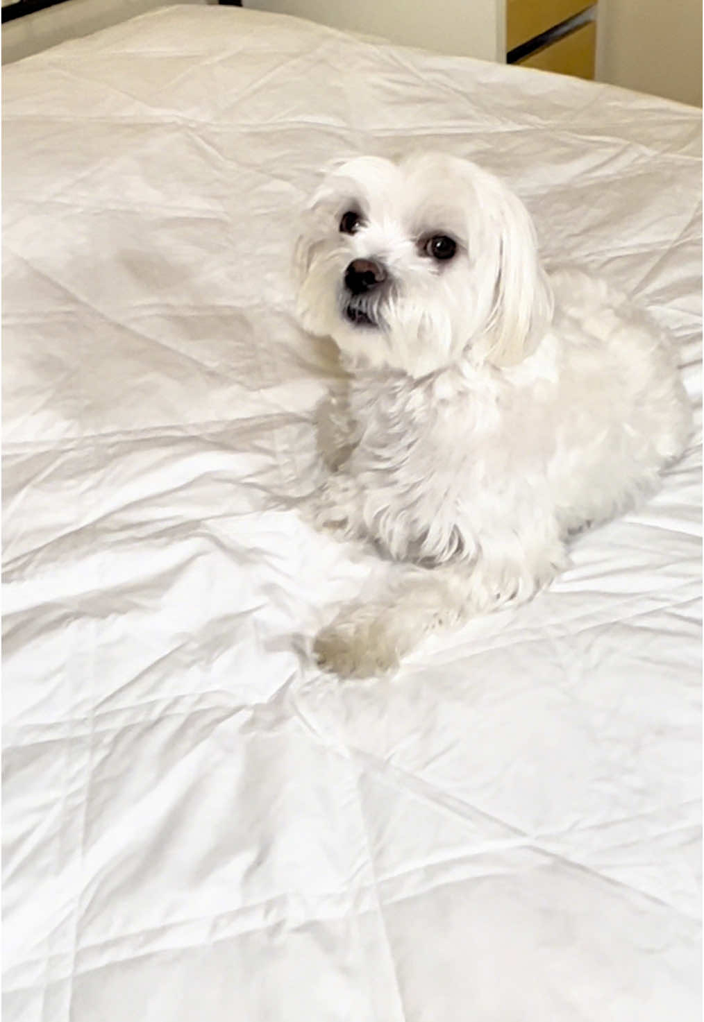 Comfort in Every Season! The Intelli-Pedic ComfortOne Comforter is hypoallergenic, breathable, and designed with ClimaSmart™ technology to regulate temperature and wick moisture for year-round coziness. 🔗Link Bio #ComfortInEverySeason #IntelliPedic #AllSeasonComforter #ClimaSmart #CozyLiving #HypoallergenicBedding #gift #colab @downlitebedding