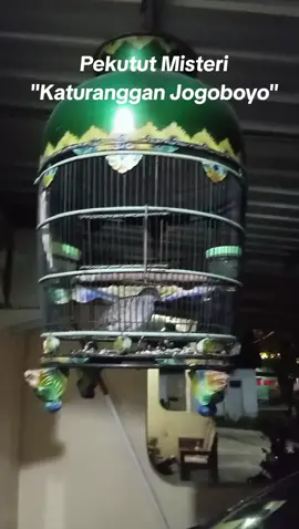 Perkutut Katuranggan Jogoboyo (perkutut Type Penjaga) #perkututlokal #perkututirama #viral #fyp #perkututgacor #perkututkaturanggan #perkututindonesia 