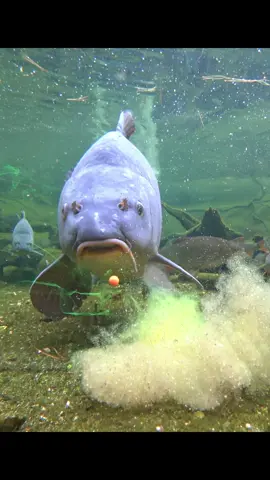 METHOD FEEDER FUNNY ACTIONS ;-) #fishing #angling #usa #aquarium #pond #water #carp #catfish #perch #fish #wędkarstwo #Рыбалка #pesca #釣り #sturgeon #methodfeeder #funny #comedy #lol #asmr #tench #chub #ide #fish #fishinglife #bassfishing #catchandrelease #outdoors #nature #angler #carpfishing #flyfishing #fishingislife #bass #pesca #fishingtrip #fishingaddict #fisherman #largemouthbass #trout #saltwaterfishing #hunting #bigfish #angling #fishingdaily #photography #troutfishing #shimano #pike #fishon #carplife #youtubefishing #gardenpond