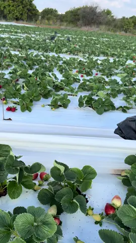 เริ่มสุกแดงเต็มแล้ว #สายย่อป่าสตรอว์ #แรงงานไทยในอิสราเอล🇹🇭🇮🇱 