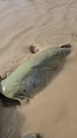 #fishing #pesca #wedcarstvo #catfish #siluro #sum 